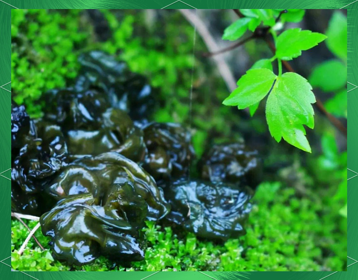 地耳菜:雷雨后的美味馈赠,城市餐桌的新选择