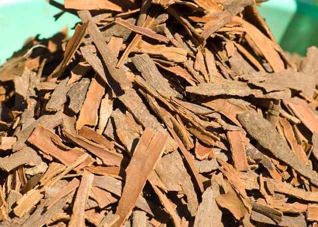 了解肉桂:这棵树的皮被剥掉了还能活吗?