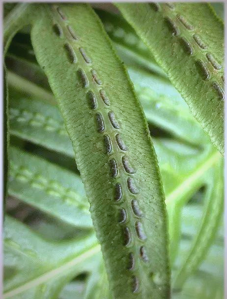 有的孢子囊群以线性方式排列,它们紧贴着叶脉生长,犹