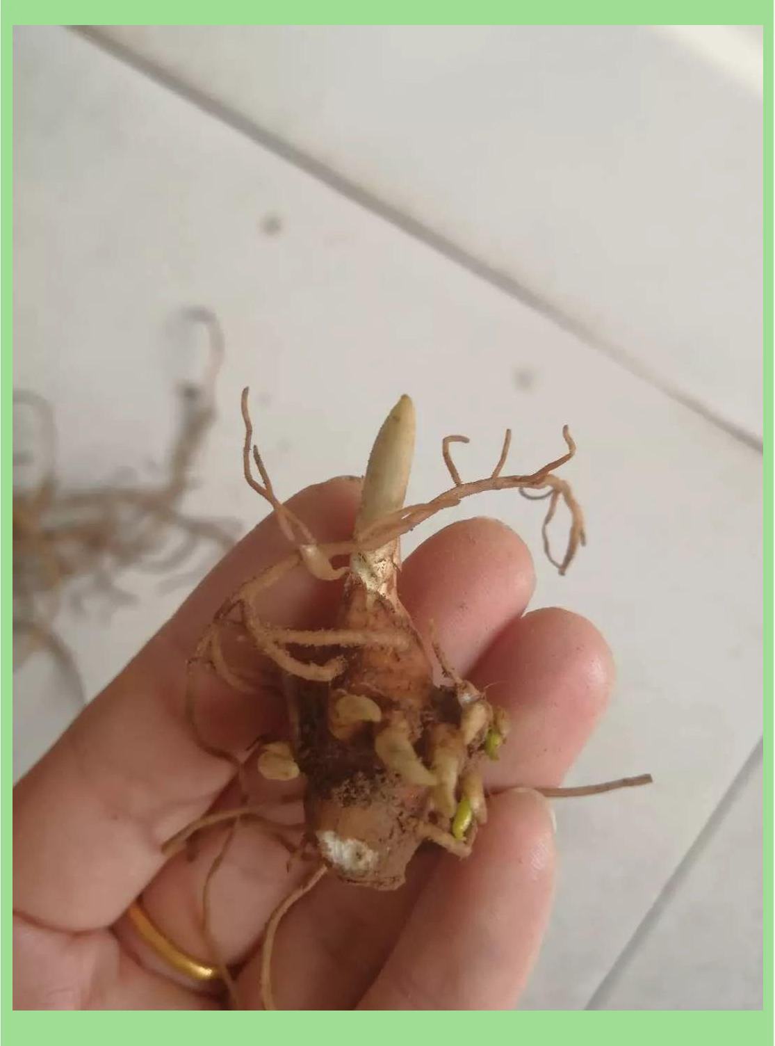 重楼种植指南:从苗到收的技术全解析