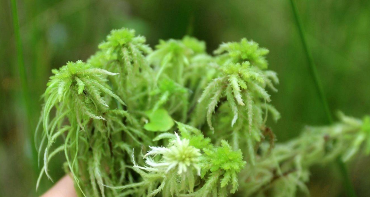 藏海花植物图片图片