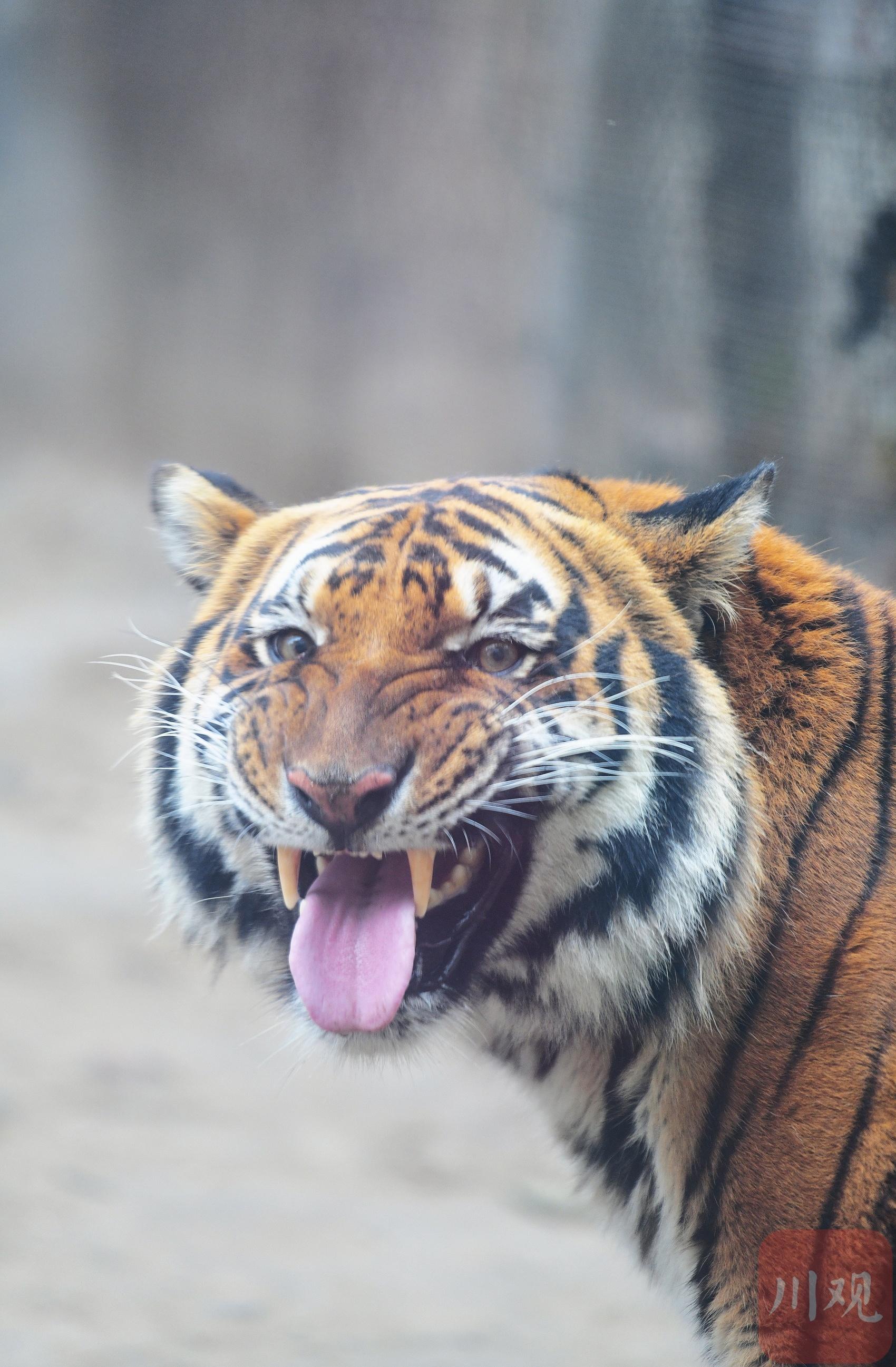 川虎生福 农历虎年将至成都动物园一睹"虎威"
