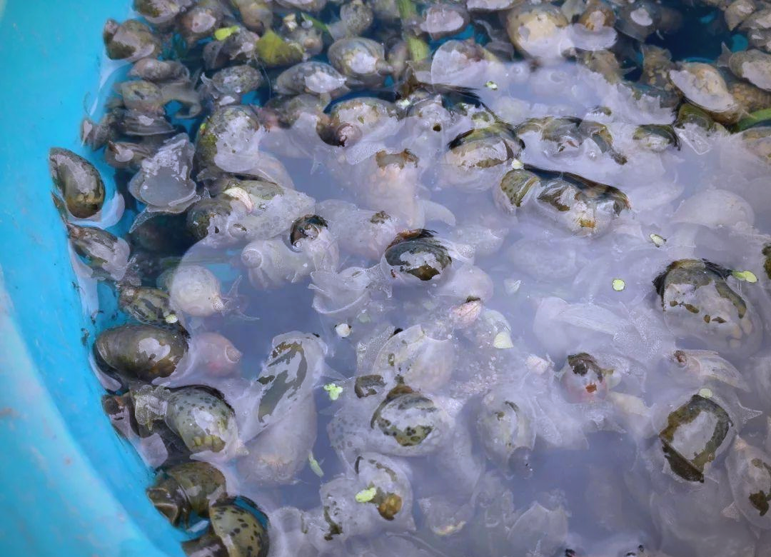 耳萝卜螺:形态特征及寄生虫风险揭秘