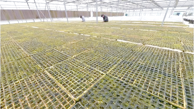 白芨种苗价格行情分析报告怎么写