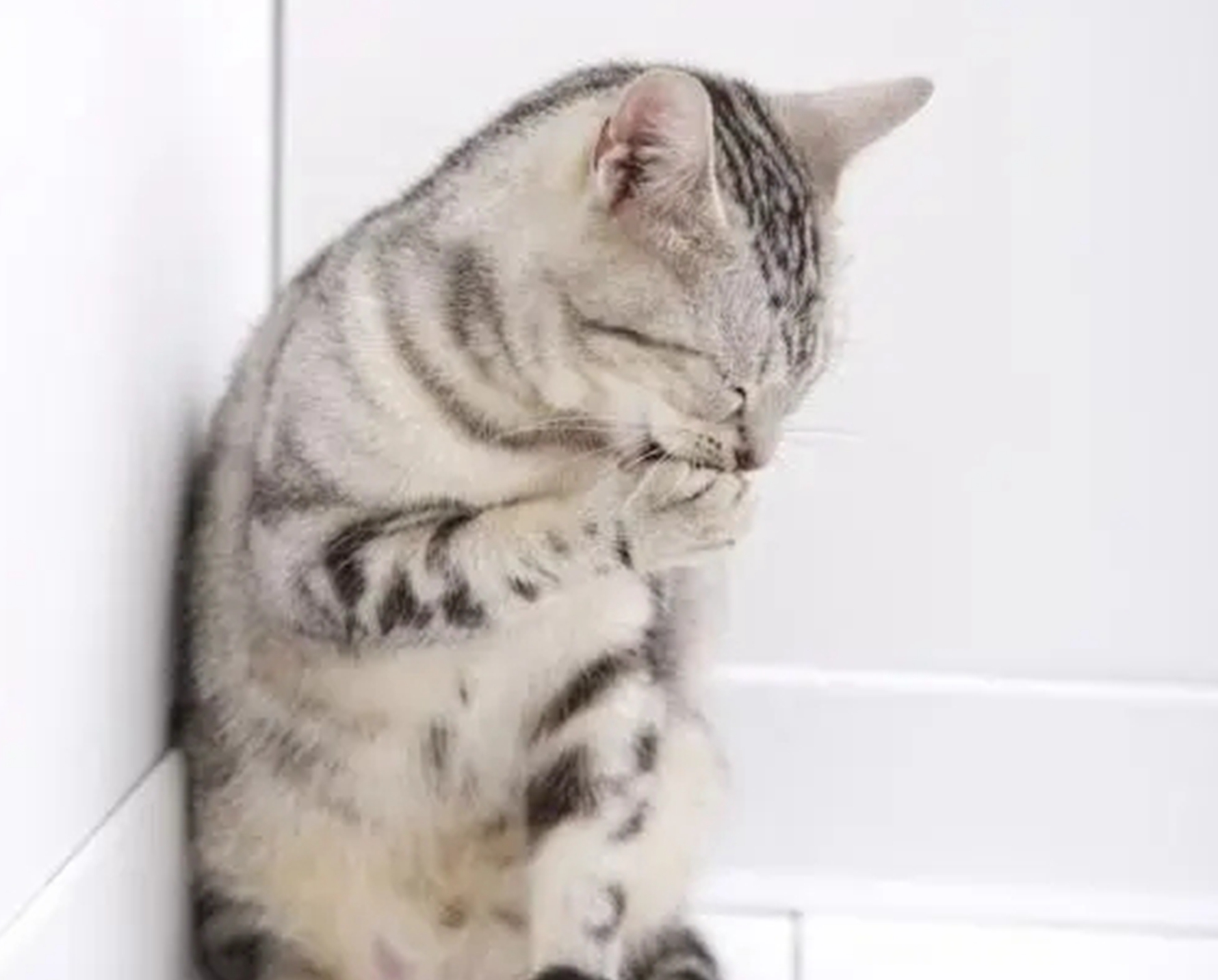 猫咪躲在角落里是什么原因?它们多大可以繁殖?