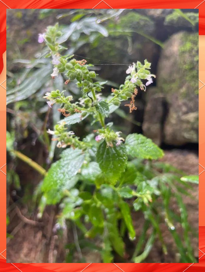 血见愁:一种广泛用于止血和多种疾病的多年生草本植物