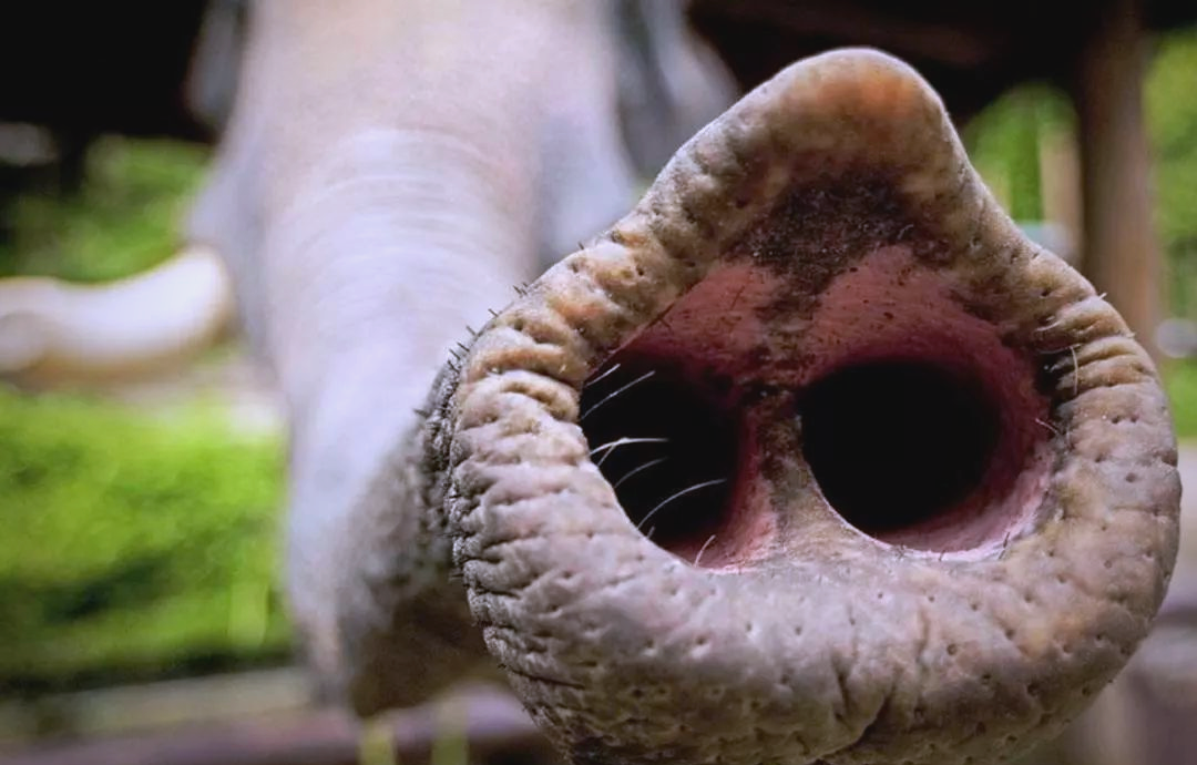 深入了解大象的鼻子:功能,发育与萌力