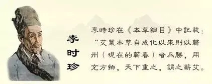 蕲春四宝之首——蕲艾