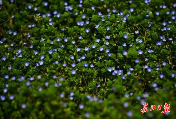 "雨水"来草木苏,小野花里大有乾坤