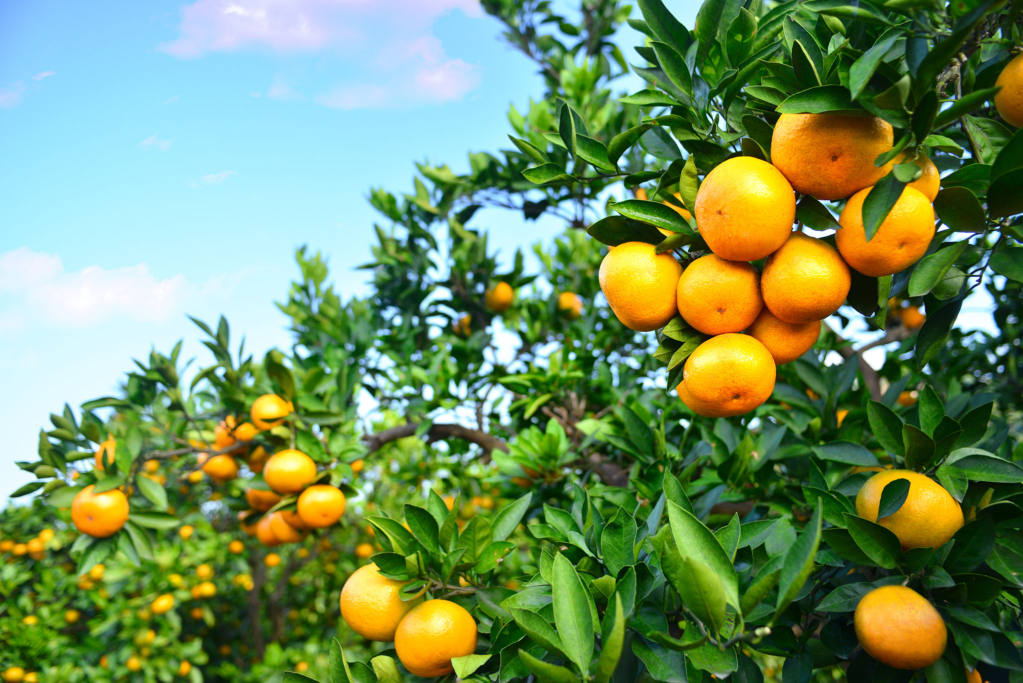 橘子园的景色图片