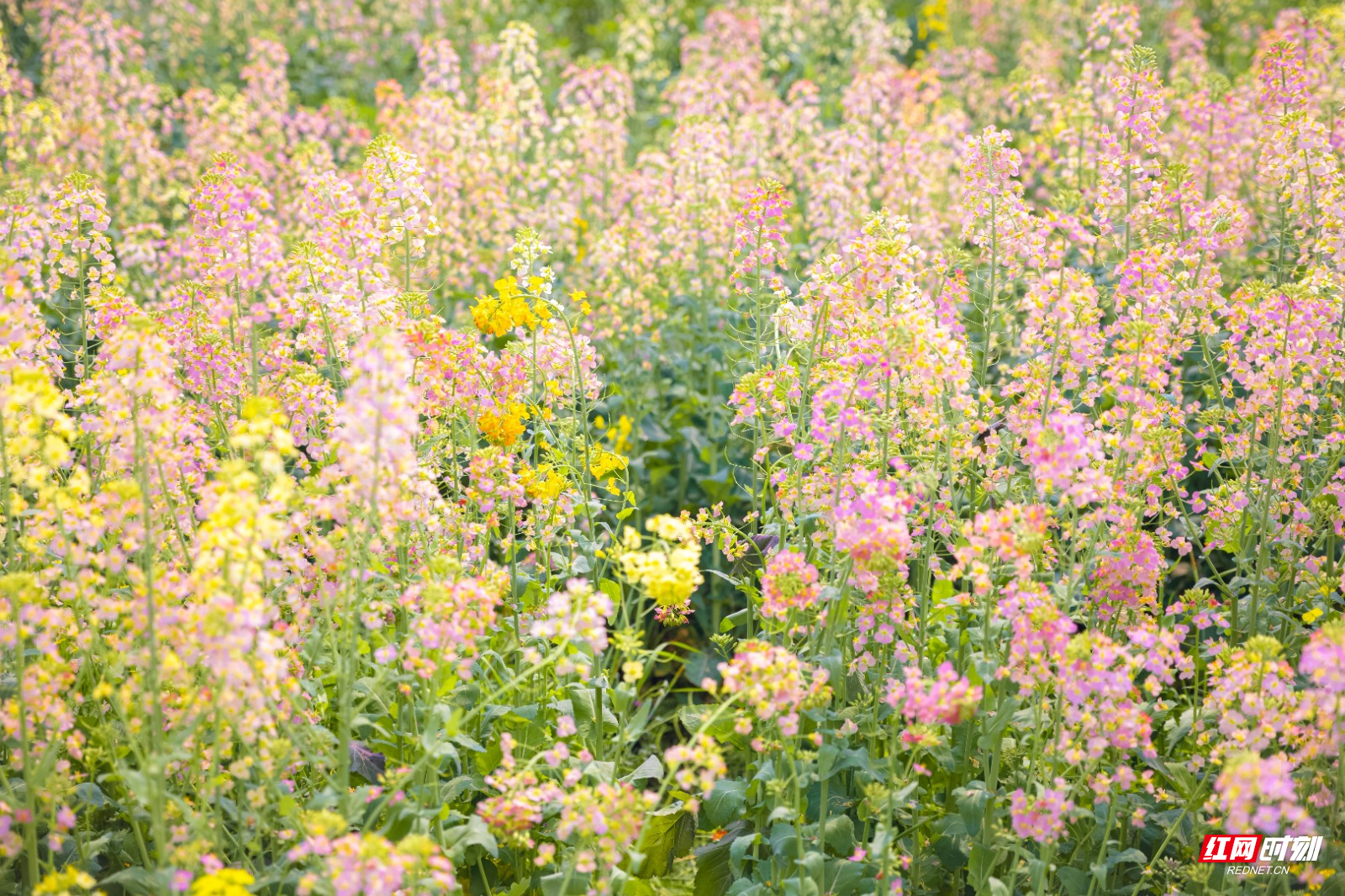 长沙县路口镇:彩色油菜花,锦绣油彩画