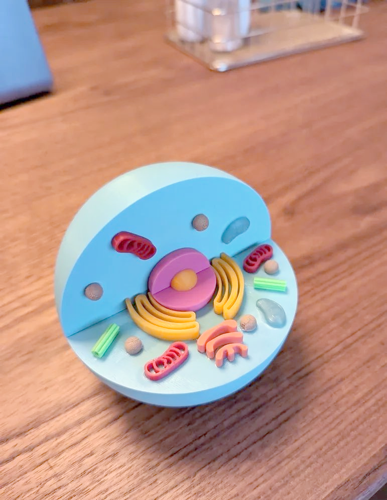 多种3d打印细胞模型,生动展示生物学知识