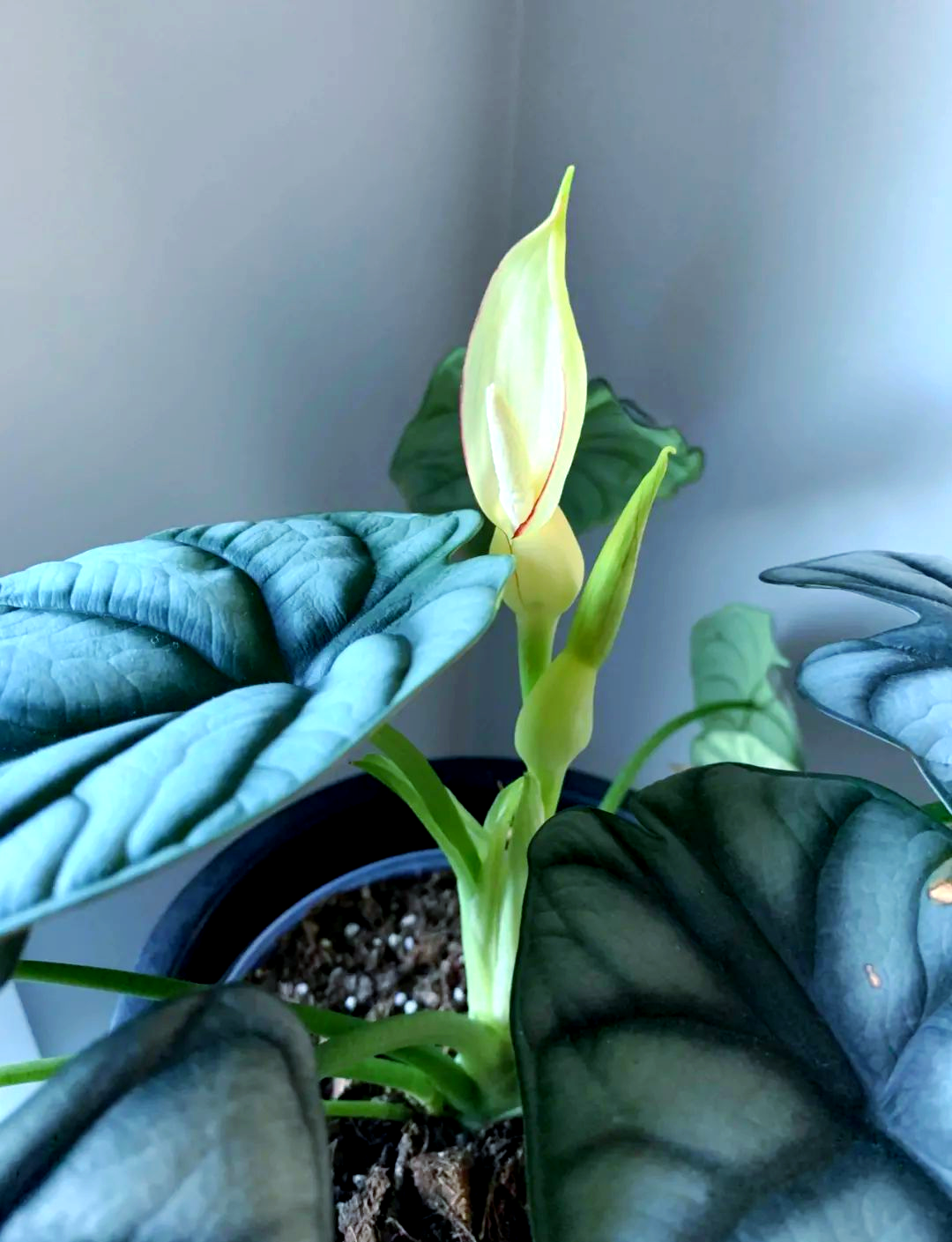 白犀牛海芋:一种独特而高雅的热带观叶植物