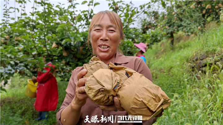 丰收时刻丨凤冈县蜂岩镇1760亩金秋梨成熟了!