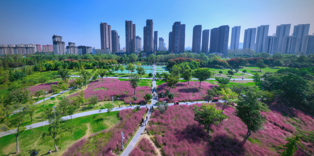 山东粉黛花海在哪里