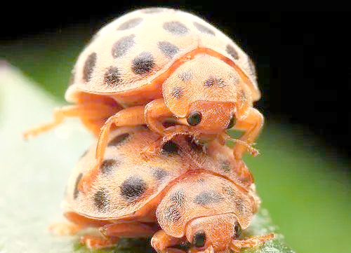 茄二十八星瓢虫:一种常见的小害虫及其防治方法