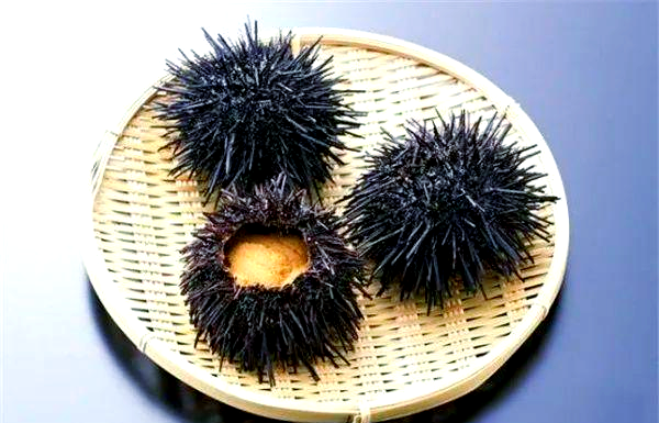 海胆的属性及食用部位详解