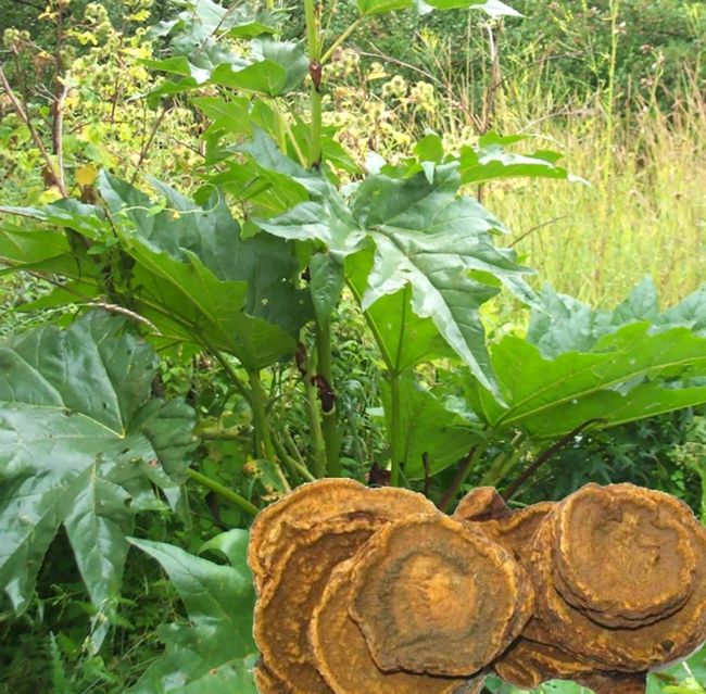 泻火良草,抗菌保肝,很多药里都有它!