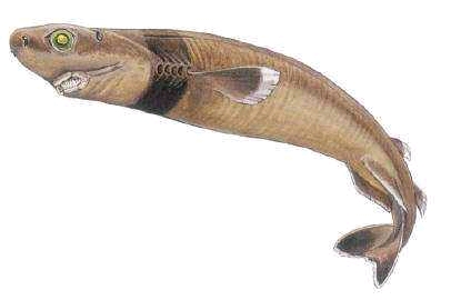 恐怖的深渊巨喉