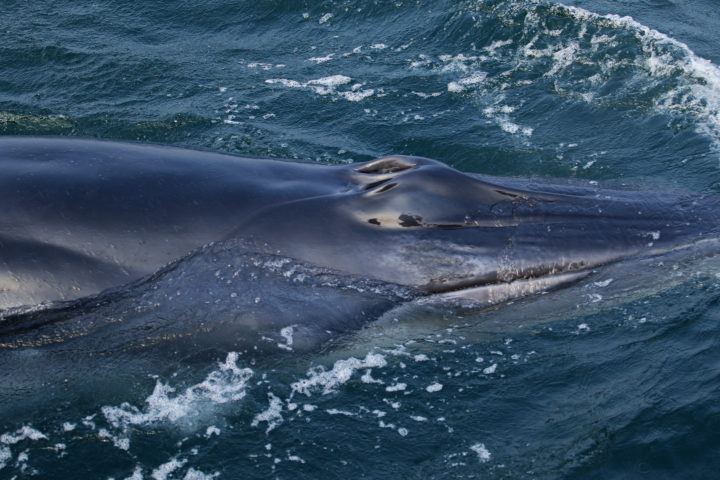 带你认识你所不知道的几种鲸鱼