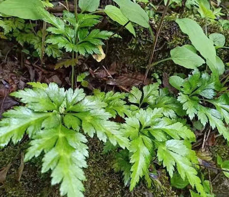 野生双黄连草药图片图片