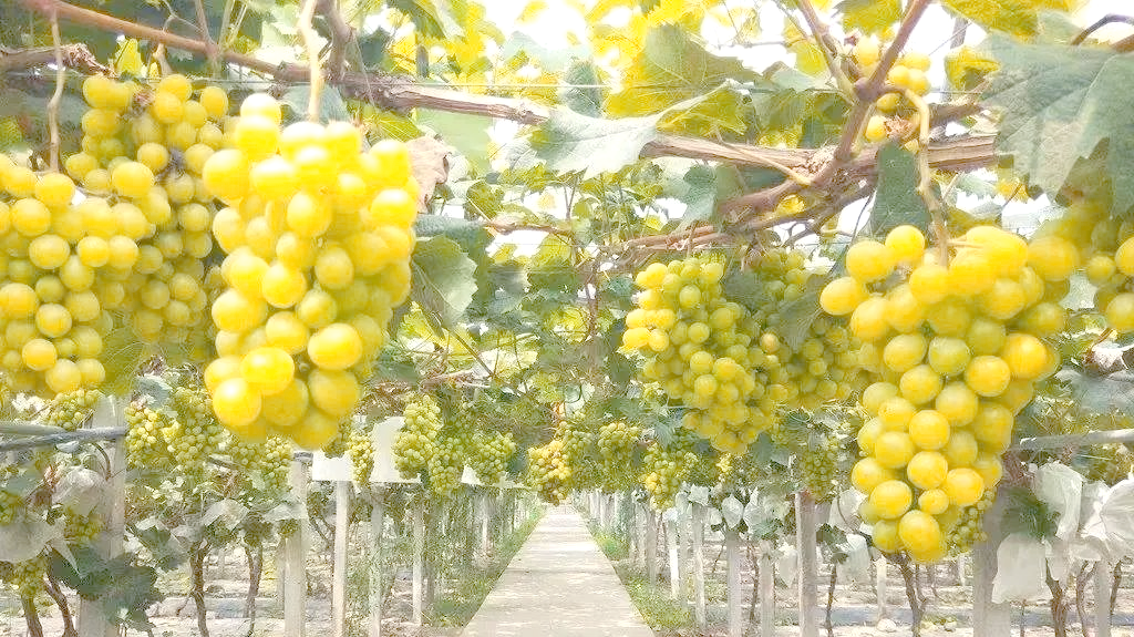 葡萄阳光玫瑰的前景如何