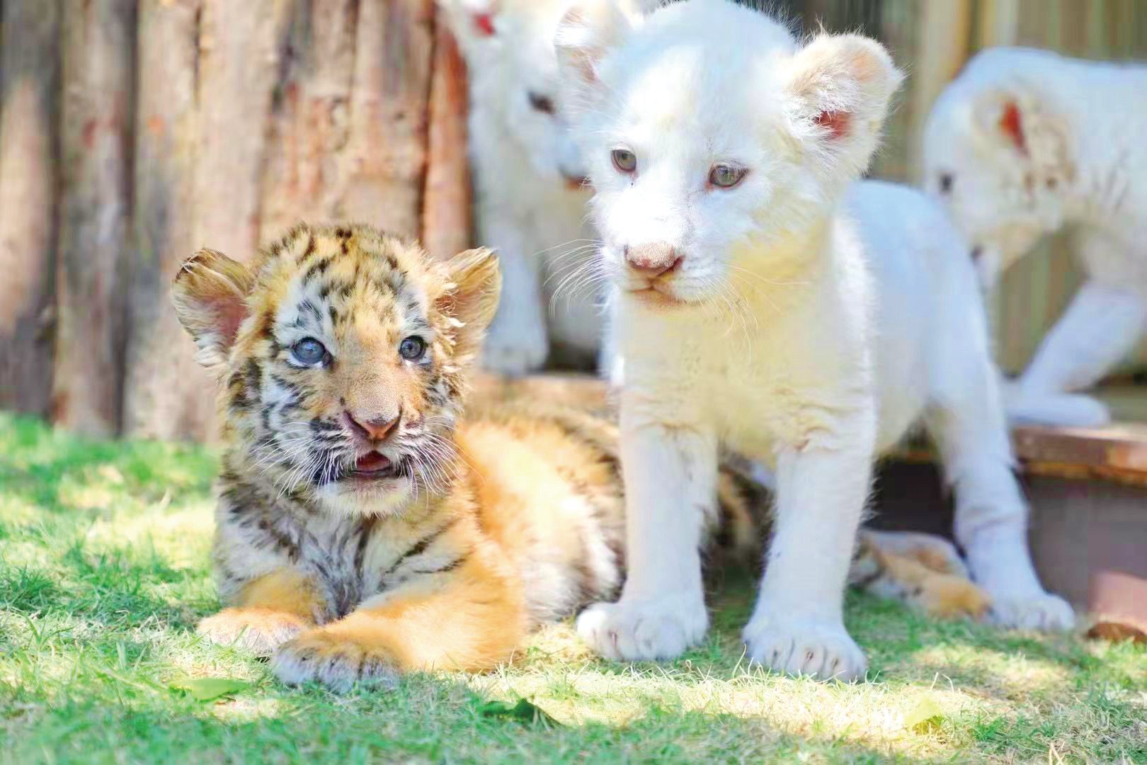 動物園