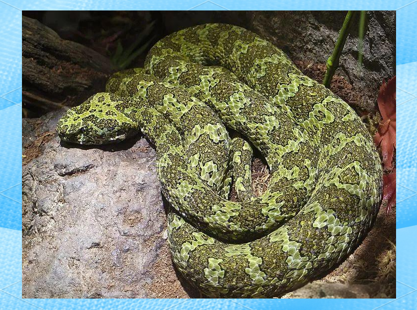 莽山烙铁头蛇:一种比大熊猫更濒危的野生动物