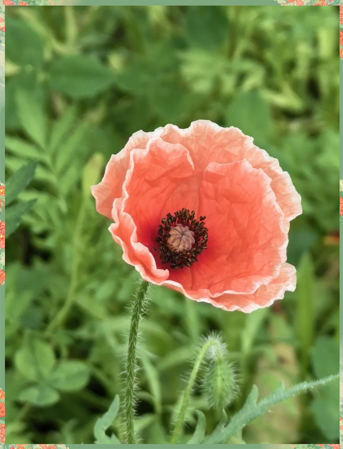 虞美人:一种我心中特别的花