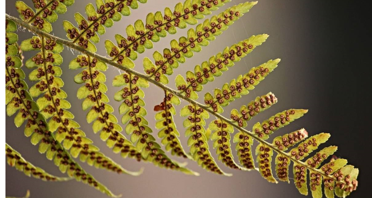 藻类植物的代表植物图片