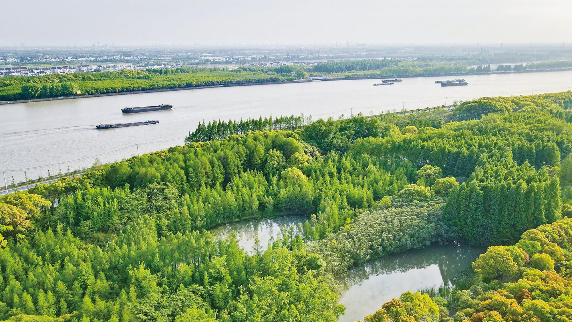 春夏之交的松南郊野公园里 水杉已经披上绿色的新装