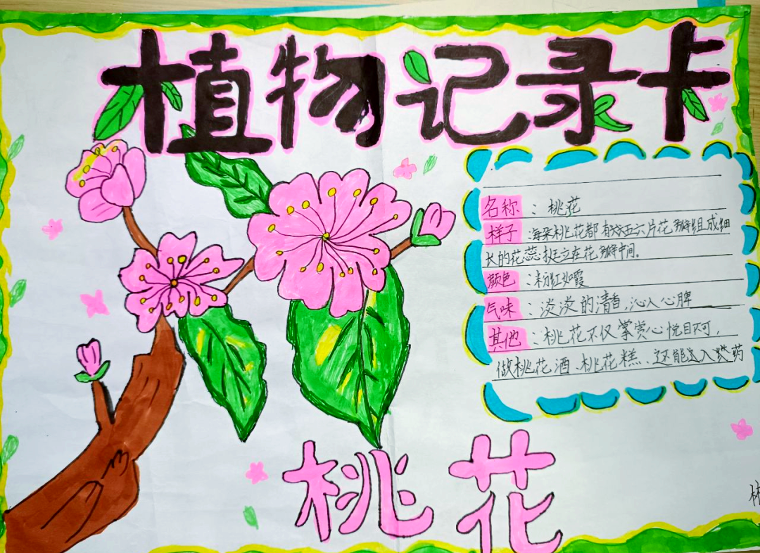 包含三年级综合实践活动方案（校园植物大探秘）的词条