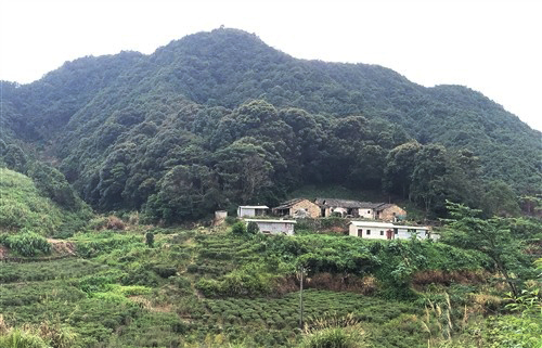丰顺县丰良镇九龙村传承红色基因发展茶叶产业