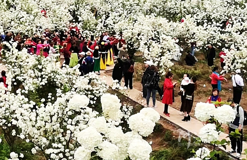 泸州琼花基地图片