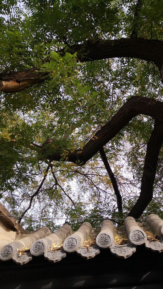 北京纪录:最大的国槐古树深藏胡同里