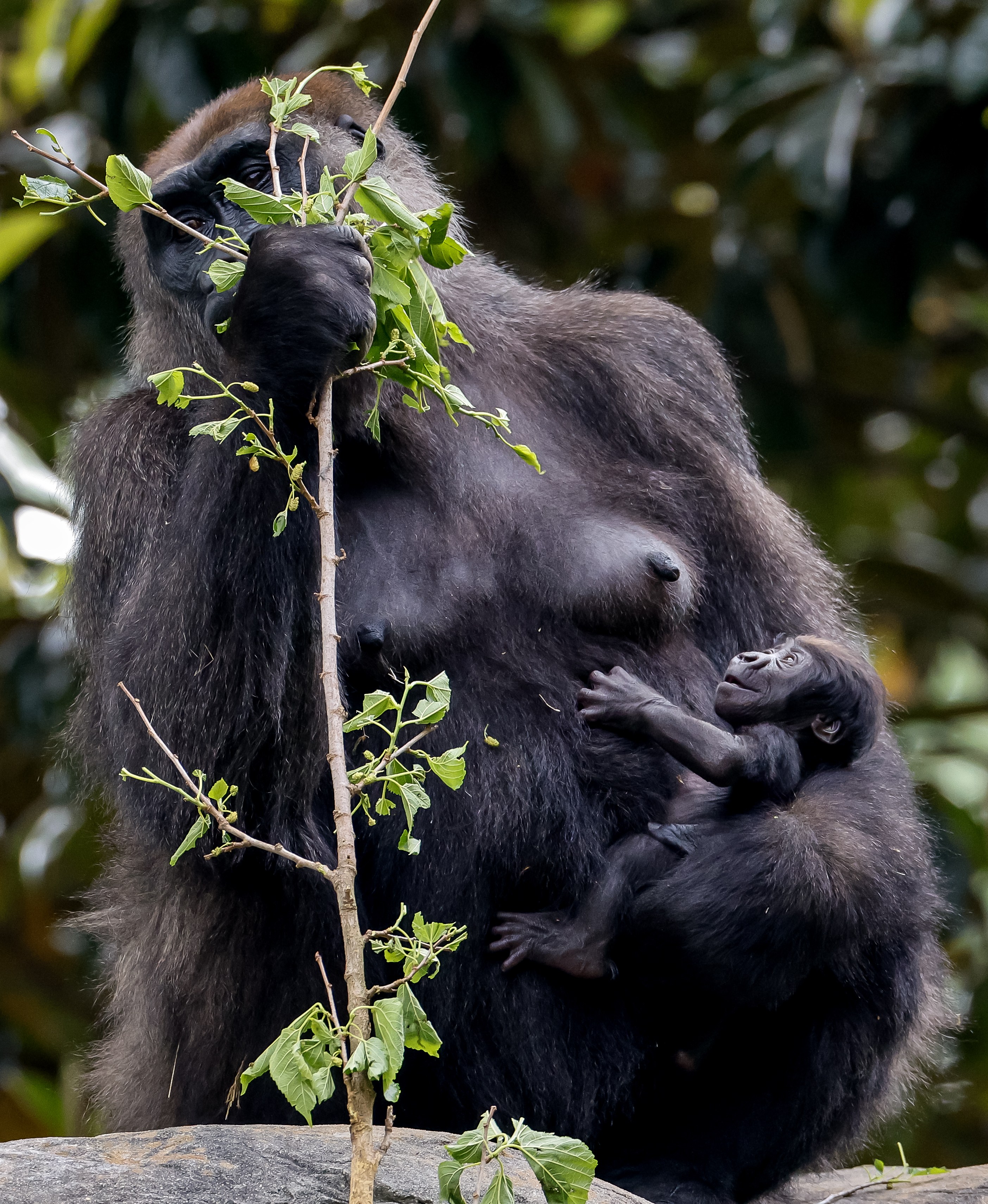 亚特兰大动物园的大猩猩幼崽