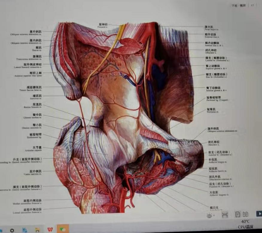 臀部血管解剖图片