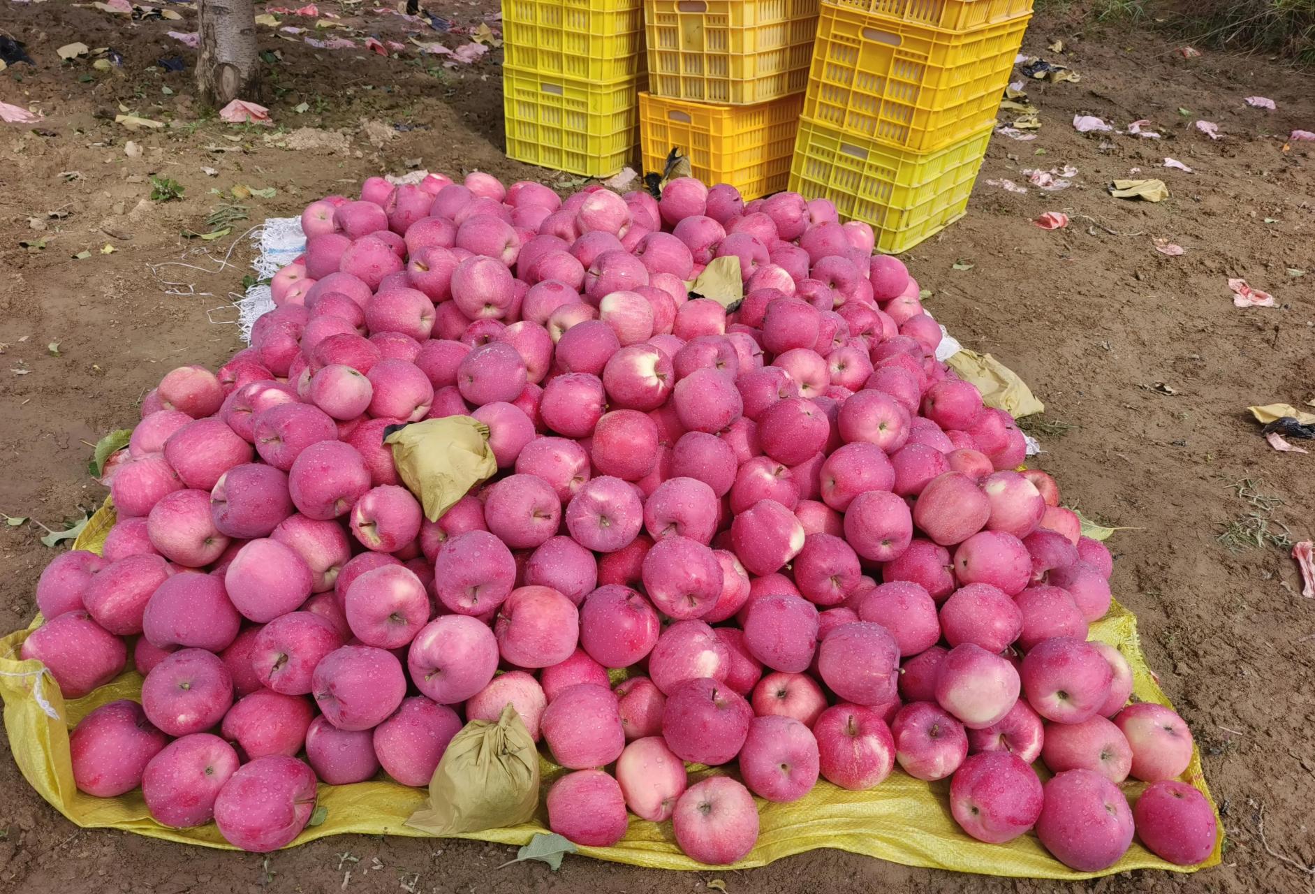 大家好,我家是甘肃天水秦安大山黄土高坡,家乡的苹果口感很独特,每一