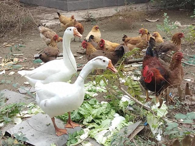 闽西土鸡土鸭图片