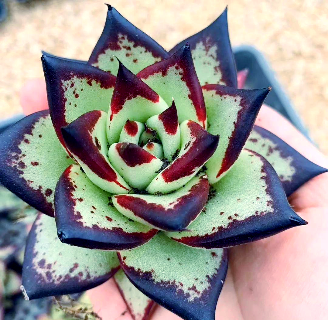 墨西哥原生植物冬云乌木的变异与美系品种的魅力