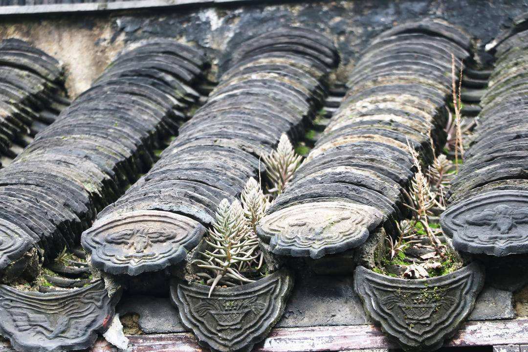 瓦松:长在瓦房上,价值很珍贵