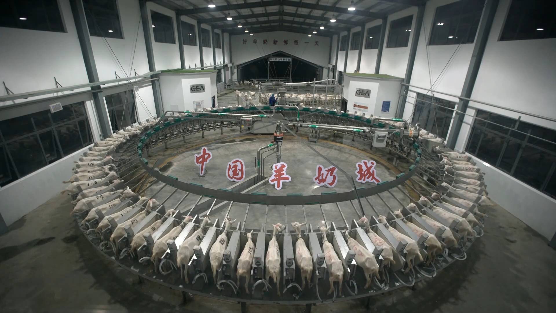 杜泊羊