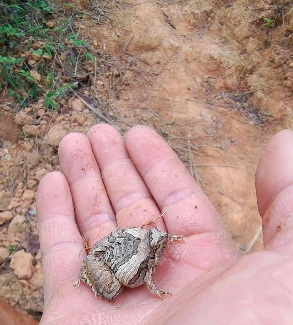 这是什么蛙?有人认得不