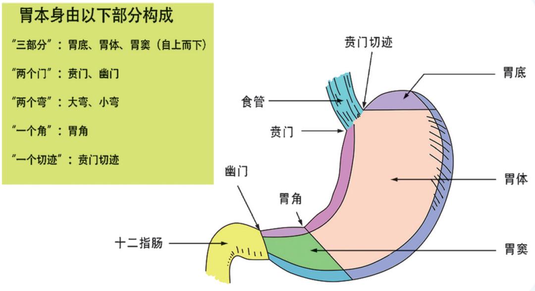 哪些信號說明您的胃有異常?