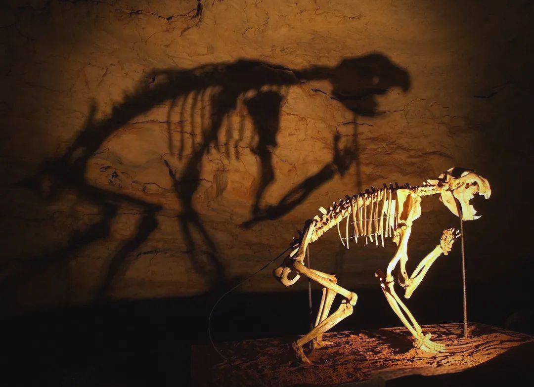 袋狮:拥有强大咬合力的育儿袋动物