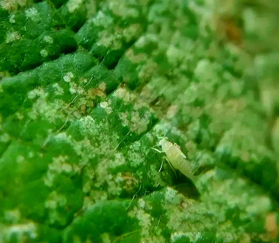 葡萄种植的虫害防治全攻略