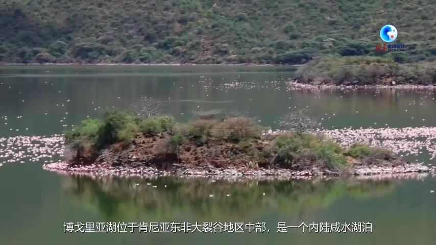 全球连线丨湿地之美·肯尼亚博戈里亚湖国家保护区