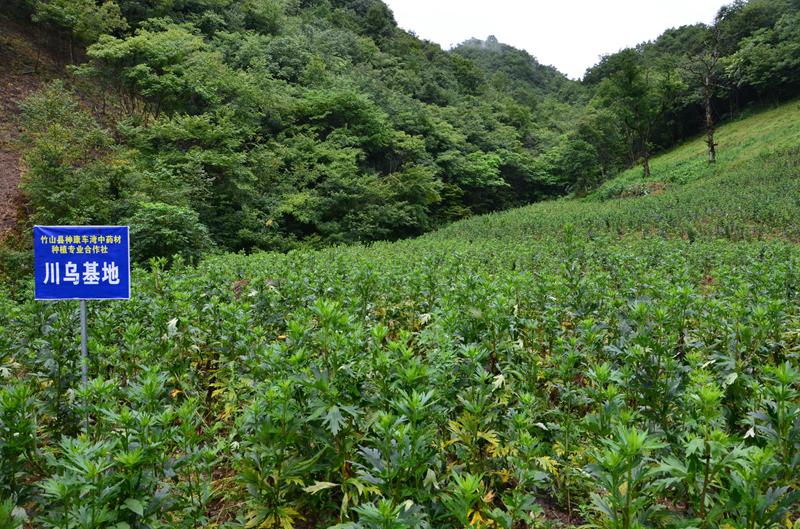 川乌价格上涨,带动了川乌种植效益提高.