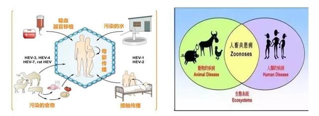 成都|病毒性肝炎中的