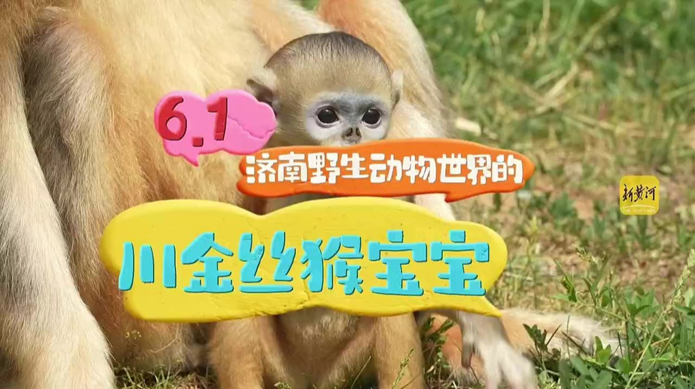 被称为"世界最漂亮的猴子"之一,这个"六一"儿童节,它有没有萌化你的心